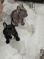 Pretty P, a female French Bulldog for sale in Dallas, TX – Photo 3 of 3