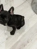 Pretty P, a female French Bulldog for sale in Dallas, TX – Photo 2 of 3