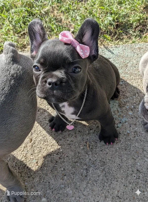 Pretty P – French Bulldog puppy for sale in Dallas, TX