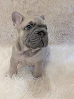 Rugrat, a male French Bulldog for sale in Richardson, TX – 9 of 10