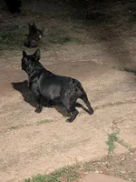 Blackgirl, a female French Bulldog for sale in Dallas, TX – Photo 2 of 3