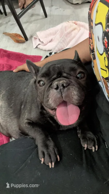 Blackgirl – French Bulldog puppy for sale in Dallas, TX