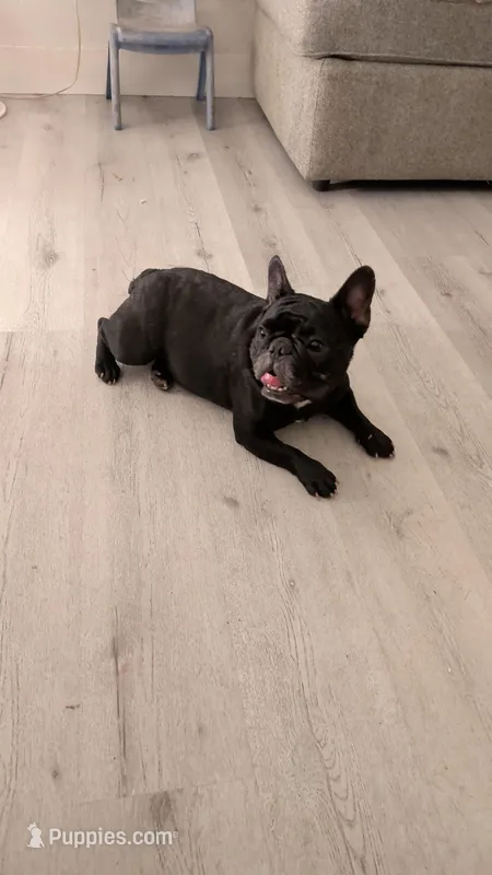 Blackgirl – French Bulldog puppy for sale in Dallas, TX