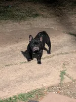 Blackgirl, a female French Bulldog for sale in Dallas, TX – Photo 3 of 3