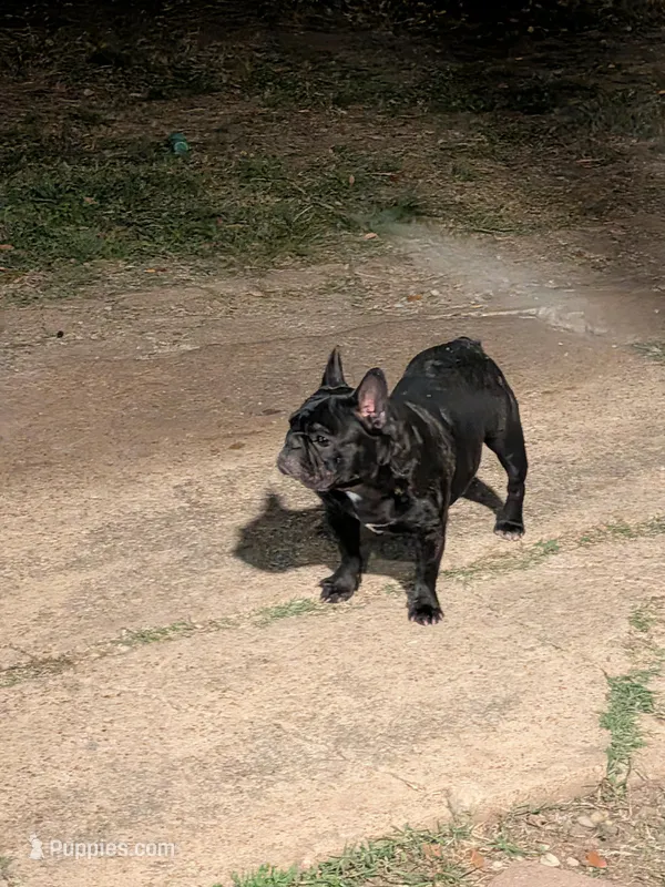 Blackgirl – French Bulldog puppy for sale in Dallas, TX