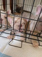 Dior, a male French Bulldog for sale in Dallas, TX – 8 of 10