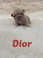 Dior, a male French Bulldog for sale in Dallas, TX – 2 of 3