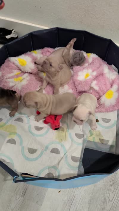 Rugrat, a male French Bulldog for sale in Richardson, TX – 7 of 10