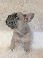 Rugrat, a male French Bulldog for sale in Richardson, TX – 8 of 10