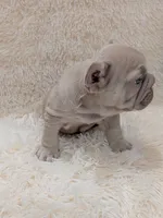 Dior, a male French Bulldog for sale in Dallas, TX – 7 of 10