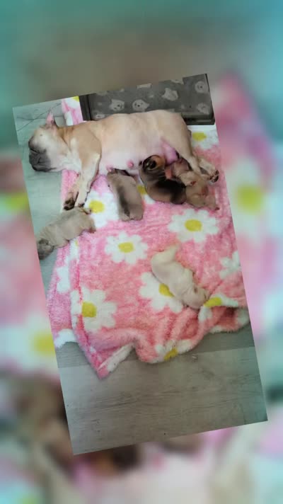 Yaya, a female French Bulldog for sale in Dallas, TX – 7 of 7