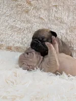 Yaya, a female French Bulldog for sale in Forney, TX – 4 of 6