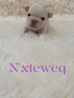 N'xteweq , a female French Bulldog for sale in Dallas, TX – 2 of 10
