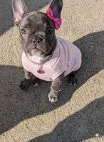 Spice, a female French Bulldog for sale in Dallas, TX – Photo 1 of 2