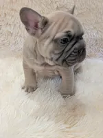 Rugrat, a male French Bulldog for sale in Richardson, TX – 10 of 10