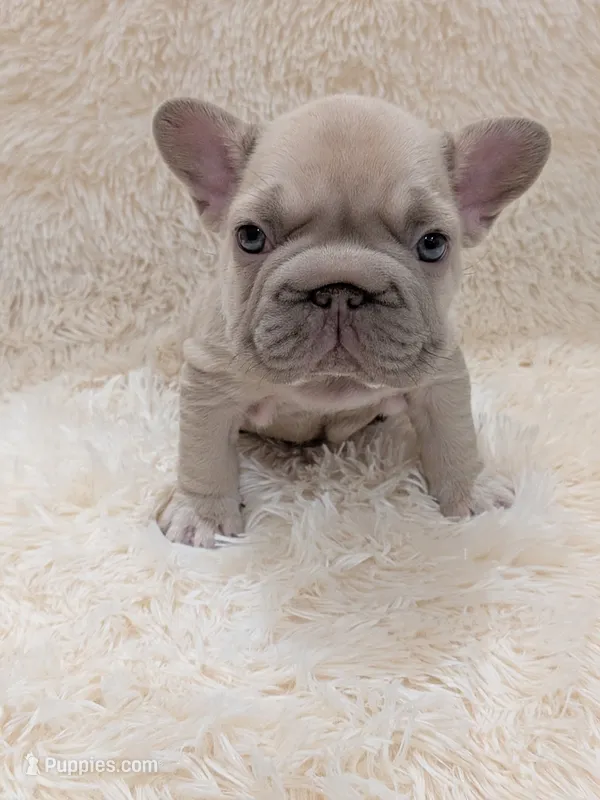 Dior – French Bulldog puppy for sale in Dallas, TX
