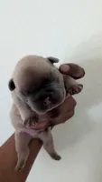 Rugrat, a male French Bulldog for sale in Dallas, TX – 3 of 3