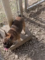 Yaya, a female French Bulldog for sale in Dallas, TX – 8 of 9