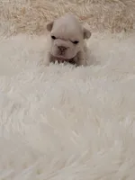 N'xteweq , a female French Bulldog for sale in Dallas, TX – 8 of 10