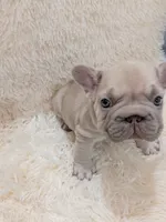 Dior, a male French Bulldog for sale in Dallas, TX – 10 of 10
