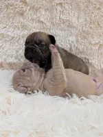 Yaya, a female French Bulldog for sale in Dallas, TX – 4 of 7