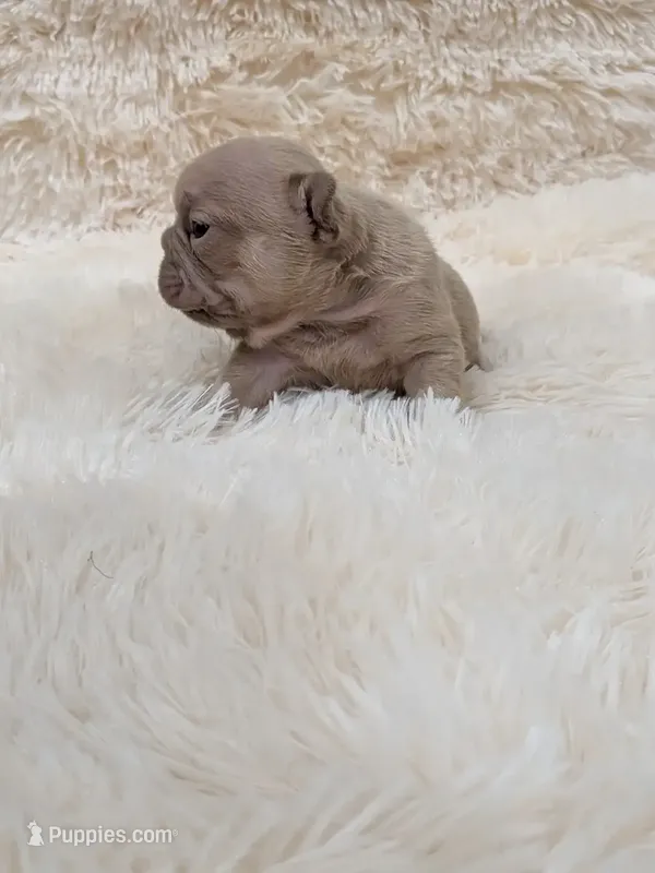 Dior – French Bulldog puppy for sale in Dallas, TX
