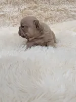Dior, a male French Bulldog for sale in Dallas, TX – 1 of 3