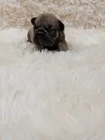Yaya, a female French Bulldog for sale in Dallas, TX – 5 of 7