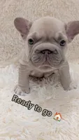 Dior, a male French Bulldog for sale in Dallas, TX – 3 of 10