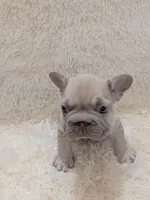 Dior, a male French Bulldog for sale in Dallas, TX – 9 of 10