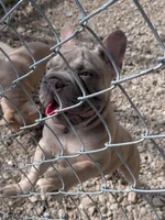 Rugrat & Yaya, a male French Bulldog for sale in Dallas, TX – 9 of 9