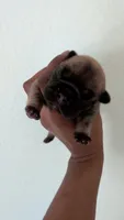Yaya, a female French Bulldog for sale in Dallas, TX – 3 of 9