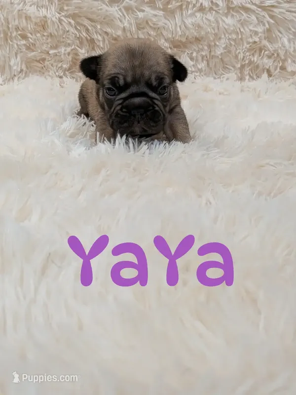 Yaya – French Bulldog puppy for sale in Dallas, TX