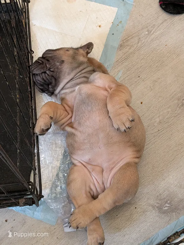 Yaya – French Bulldog puppy for sale in Forney, TX