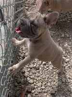 Rugrat & Yaya, a male French Bulldog for sale in Dallas, TX – 5 of 9