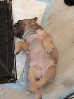 Yaya, a female French Bulldog for sale in Dallas, TX – 3 of 7