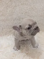 Dior, a male French Bulldog for sale in Dallas, TX – 4 of 10