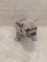 Dior, a male French Bulldog for sale in Dallas, TX – 2 of 10