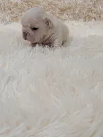 N'xteweq , a female French Bulldog for sale in Dallas, TX – 10 of 10