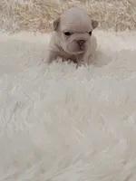 N'xteweq , a female French Bulldog for sale in Dallas, TX – 3 of 10