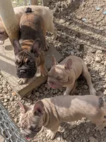 Yaya, a female French Bulldog for sale in Dallas, TX – 7 of 9