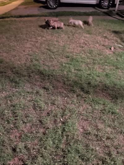 Dior , a male French Bulldog for sale in Dallas, TX – 10 of 10