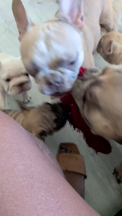 Yaya, a female French Bulldog for sale in Forney, TX – 6 of 6