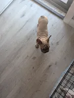 Rugrat , a male French Bulldog for sale in Dallas, TX – 9 of 9