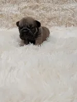 Yaya, a female French Bulldog for sale in Dallas, TX – 2 of 7