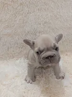 Dior, a male French Bulldog for sale in Dallas, TX – 5 of 10