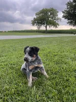 Moe, a male Australian Cattle Dog for sale in Rochester, IN – 2 of 3