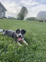 Larry, a male Australian Cattle Dog for sale in Rochester, IN – 2 of 3