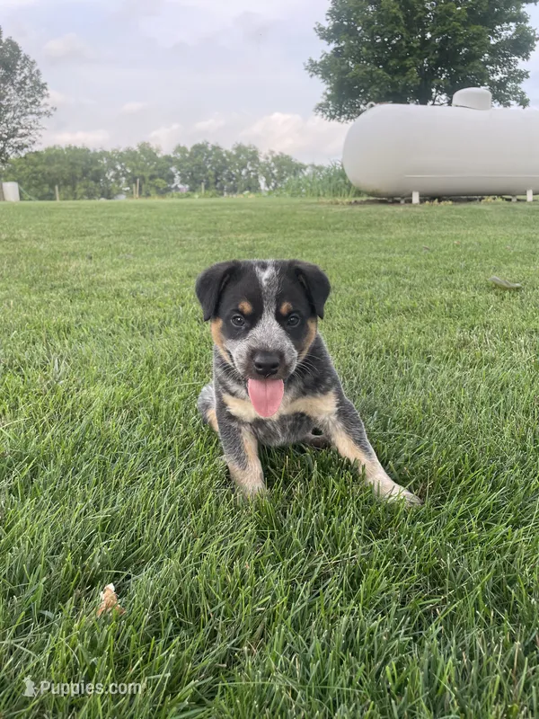 Larry – Australian Cattle Dog puppy for sale in Rochester, IN