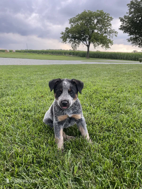 Moe – Australian Cattle Dog puppy for sale in Rochester, IN